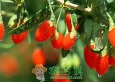 种枸杞一亩地能赚多少(怎么种植)