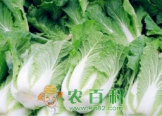 大白菜价格多少钱一斤（—冬储大白菜价格行情预测）
