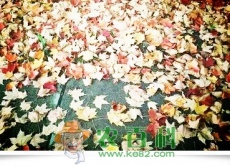 枫叶、梨花、杨花、樱花、柳絮分别在什么时候开放和凋落？