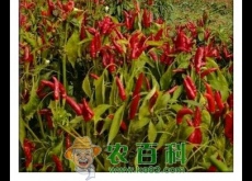 辣椒什么时候种植？
