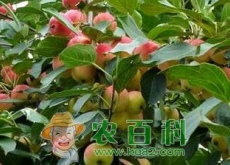 种植果树的最佳季节