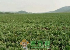 现在种植什么药材最赚钱？
