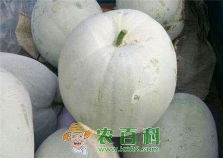 葫芦科冬瓜种子种植方法有哪些?有什么营养价值?不能与什么同吃?
