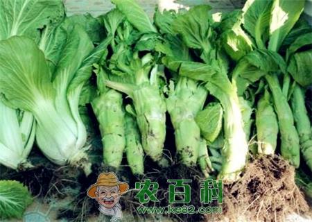 儿菜什么时间播种?种植后多久成熟?(附种植技术)