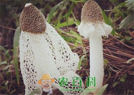 “草八珍”之一竹荪2018价格多少钱一斤？怎么种植？什么时间种植好？