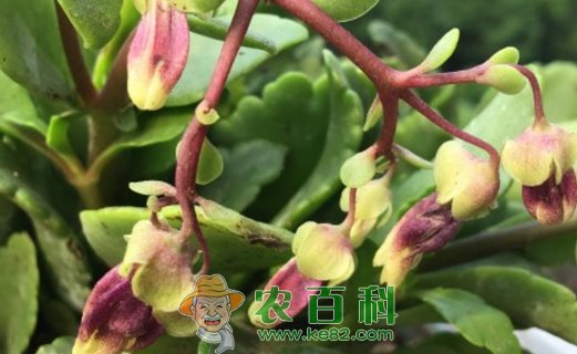 景天科宫灯长寿花有什么寓意?怎么浇水?有什么功效与作用?