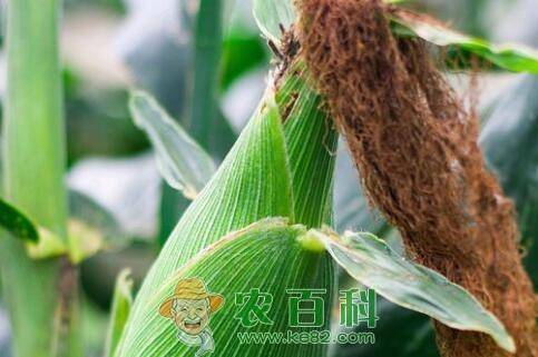 全国农技中心:7月底至8月底玉米病虫害进入为害盛期!附预测面积及区域