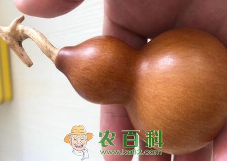 爬藤植物葫芦种子种植方法有哪些?有什么寓意?有什么功效与作用?