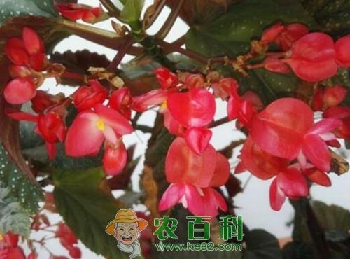 竹节海棠花苗价格多少钱一棵?如何养殖?什么时候开花?
