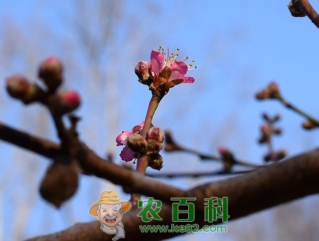 又到植树节，农村庭院种什么树好？