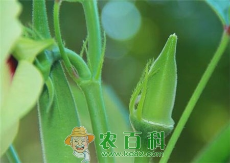 绿色秋葵为什么叫黄秋葵?和红秋葵有什么区别?能补肾壮阳吗?