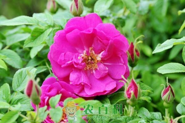 喜阳植物刺玫通常什么时候开花?花苗价格多少钱一棵?怎么栽培?功效作用是什么?