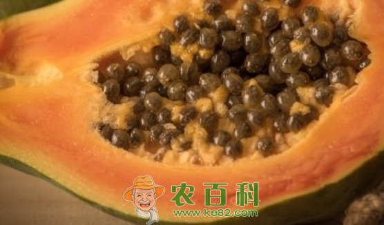 蔷薇亚纲木瓜怎么吃丰胸?靠谱吗?有什么功效与作用呢?