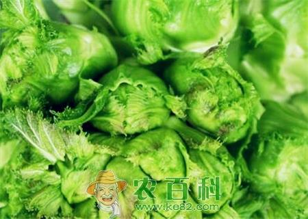 儿菜什么时间播种?种植后多久成熟?(附种植技术)