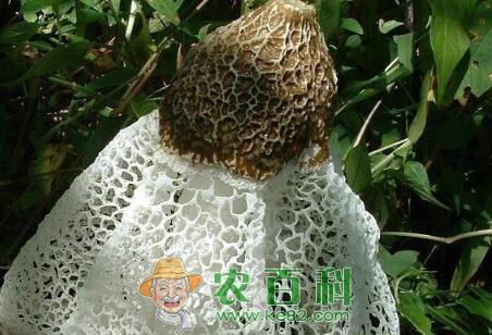 “草八珍”之一竹荪2018价格多少钱一斤？怎么种植？什么时间种植好？