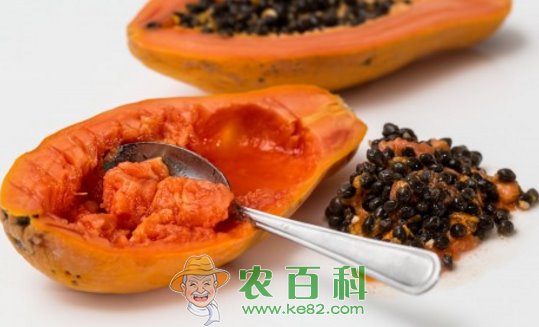蔷薇亚纲木瓜怎么吃丰胸?靠谱吗?有什么功效与作用呢?