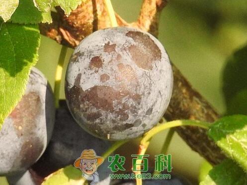 (樱桃李)李子树种植几年结果?什么时候成熟?主要价值有哪些?