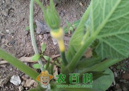 爬藤植物葫芦种子种植方法有哪些?有什么寓意?有什么功效与作用?