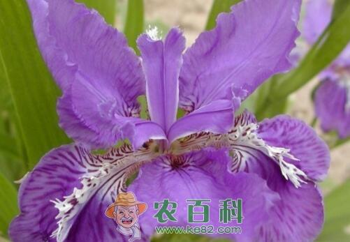 兰科鸢尾兰价格大约多少钱?什么时候种植开花?怎么种?