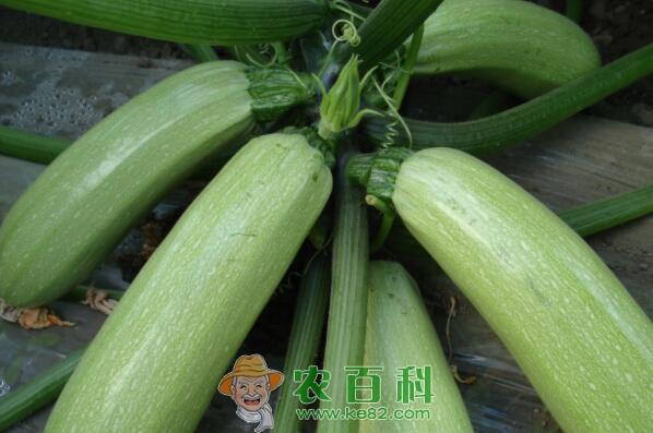 蔓生草本西葫芦是蒲瓜吗?种子价格多少钱一斤?几月种?怎么种?