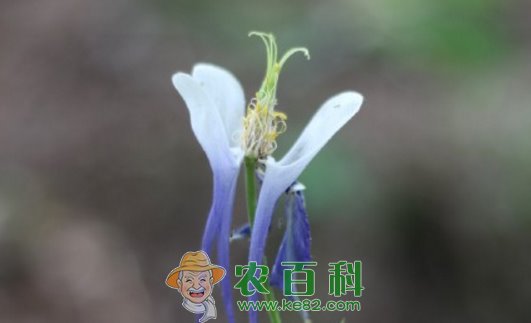 毛莨科耧斗菜的养殖方法和注意事项？什么时候开花？有什么功效和作用？