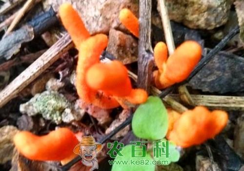 蛹虫草的功效与作用禁忌有哪些?和虫草花、冬虫夏草如何区分?怎么吃?