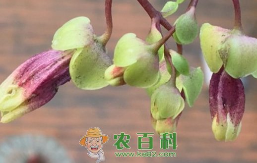 景天科宫灯长寿花有什么寓意?怎么浇水?有什么功效与作用?