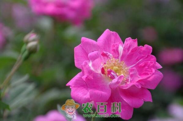 喜阳植物刺玫通常什么时候开花?花苗价格多少钱一棵?怎么栽培?功效作用是什么?