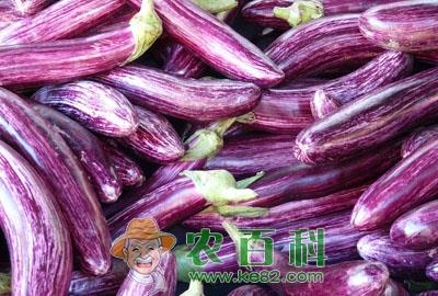 亚灌木植物茄子什么时候育苗？怎么育苗？种一亩大约需要投资多少钱？