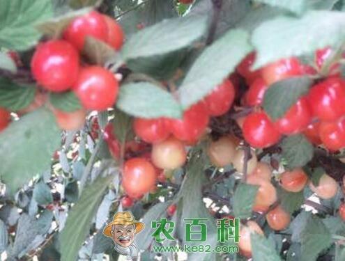 毛樱桃怎样种植？能吃吗？有哪些功效及作用？