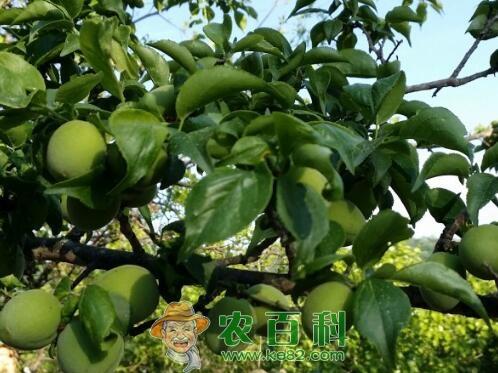 (樱桃李)李子树种植几年结果?什么时候成熟?主要价值有哪些?