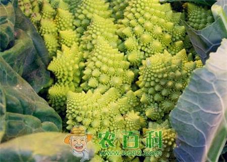 蔬菜佳品“罗马花椰菜”市场价格多少钱一斤?什么时候播种好?附栽培技术