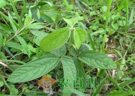 野生千斤拔价格多少钱一斤？种植前景如何？亩产值有多少？（附种植技术）