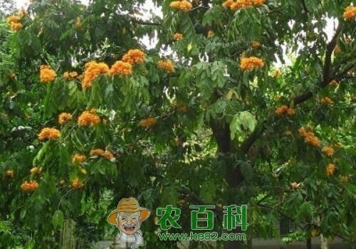 “佛教圣树”无忧树种子价格大约多少钱一斤？怎么种植？什么时候开花？花语是什么？