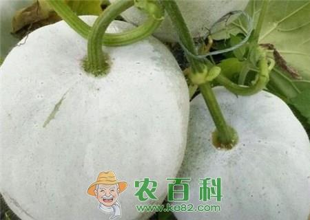 葫芦科冬瓜种子种植方法有哪些?有什么营养价值?不能与什么同吃?