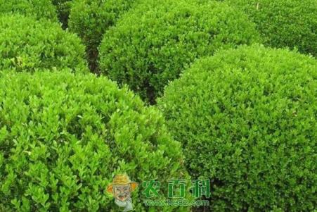 灌木小叶黄杨小苗价格多少钱一棵?怎么种植?怎么做盆景树?