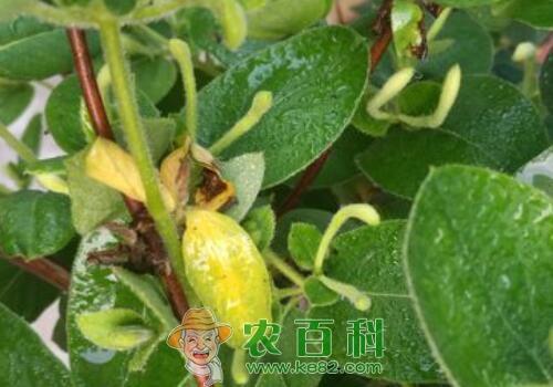 金银花通常一年开几次花？开花后要修剪吗？虫害如何防治？