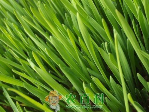 韭菜种子多久发芽？提高发芽率的方法有哪些？如何栽培？