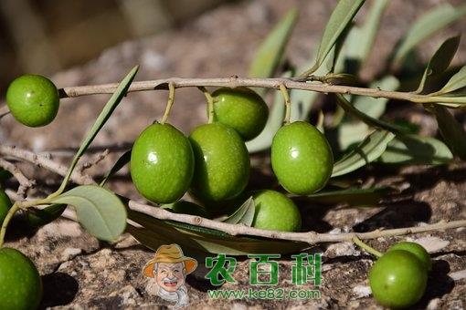 均价20元一斤的青橄榄怎么吃好?一天吃多少合适?主要有这4大功效与作用!
