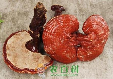 “长生不老”药野生灵芝价格多少钱一斤？具体有这十大功效与作用！你清楚吗？