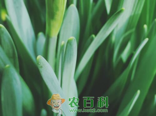韭菜种子多久发芽？提高发芽率的方法有哪些？如何栽培？