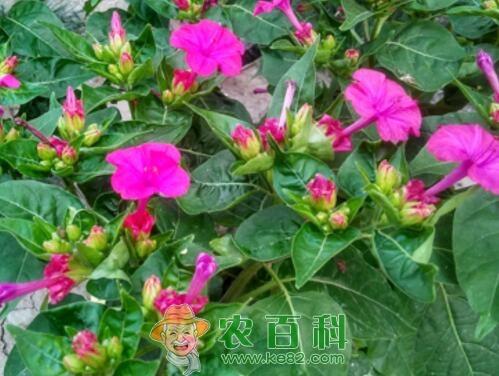 紫茉莉种子价格多少钱一斤？如何种植？什么时候开花？花语是什么？有哪些功效及作用？