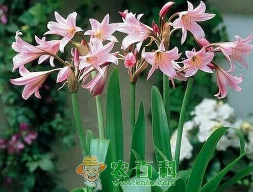 香殊兰几月开花?如何栽培?主要价值有哪些?