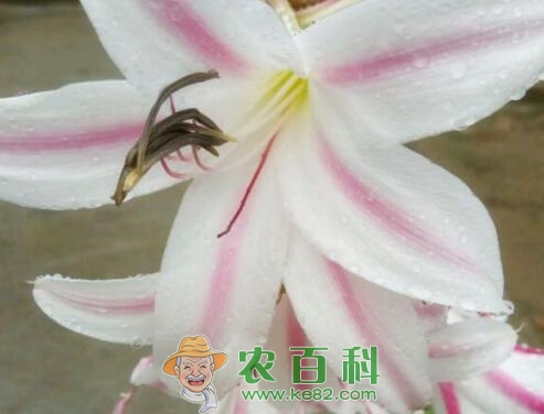 香殊兰几月开花?如何栽培?主要价值有哪些?