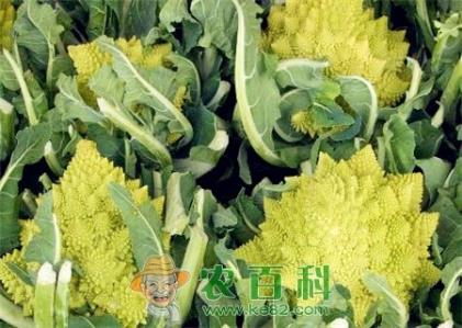蔬菜佳品“罗马花椰菜”市场价格多少钱一斤?什么时候播种好?附栽培技术