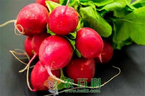 水果萝卜种植技术：2018～2020年种什么品种好?什么时候种?什么时候收?怎么种?