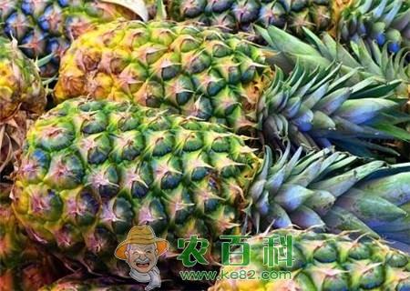 吃菠萝会上火吗?哪些人不能吃?几月成熟?