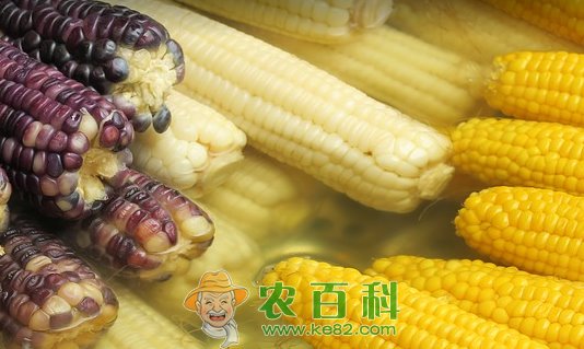 禾本科白玉米是转基因的吗？和黄玉米的区别？有什么功效与作用？