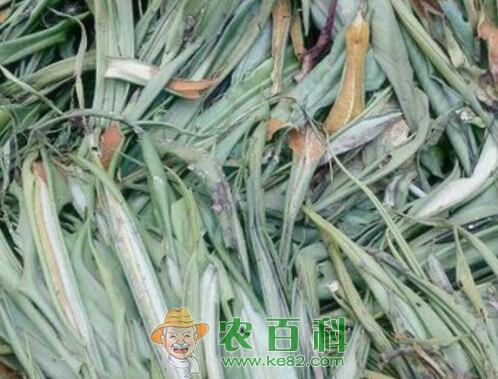 石韦价格多少钱一斤?如何种植?怎么吃?有哪些功效及作用?