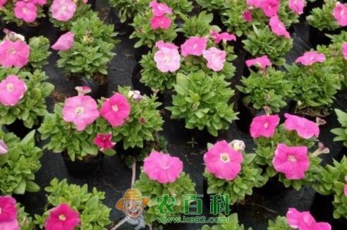 茄科矮牵牛一般什么时候播种、开花？种子价格多少钱？能活几年？种植方法有哪些？